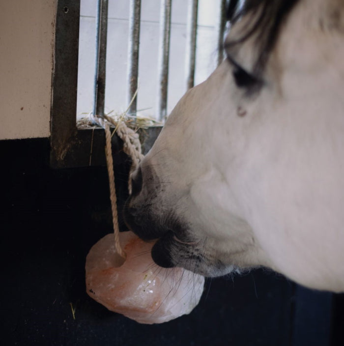 KM Elite Himalayan Salt Lick